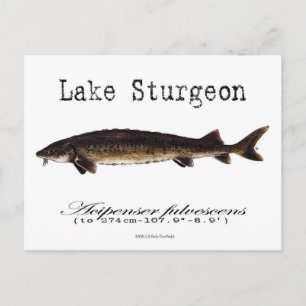 Weißer See - Postkarte