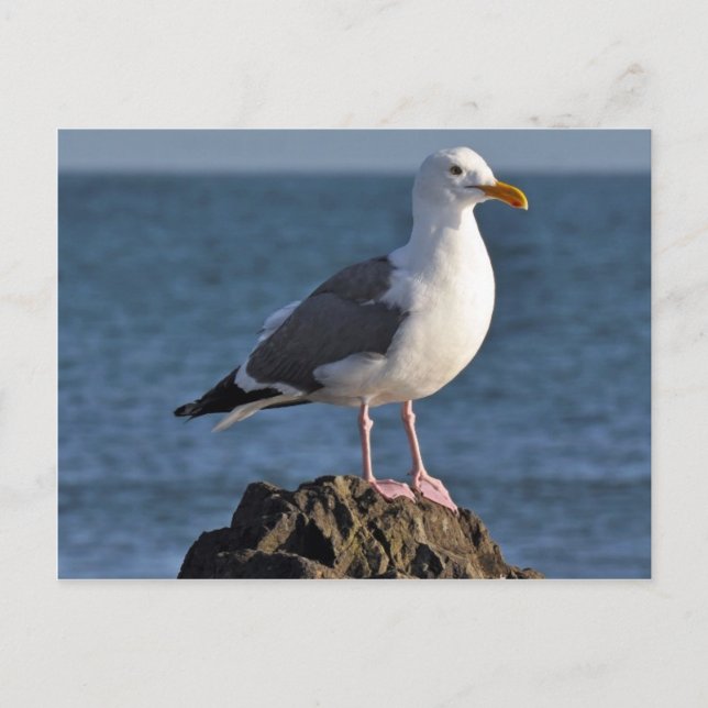 Weißer Seegras und Meer Postkarte (Vorderseite)