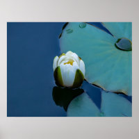 Weißer Seerosen im Teich, Naturfotografie