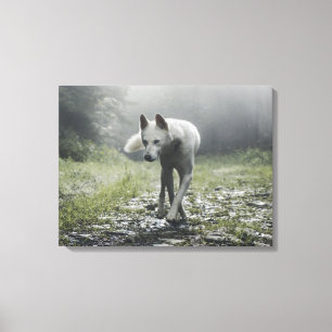 Weißer Sibirischer Husky Leinwanddruck