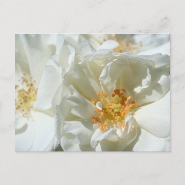 Weißer sonniger Rose Postcard Postkarte (Vorderseite)
