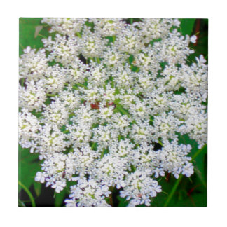 Weißer SpitzeHydrangea Fliese