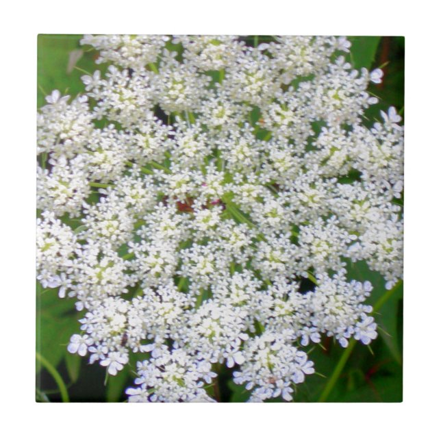 Weißer SpitzeHydrangea Fliese (Vorderseite)