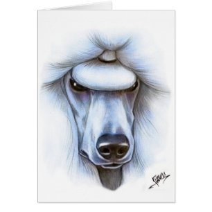 Weißer Standardpudel