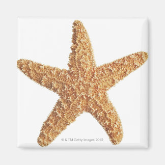 Weißer Starfisch abgeschieden Magnet