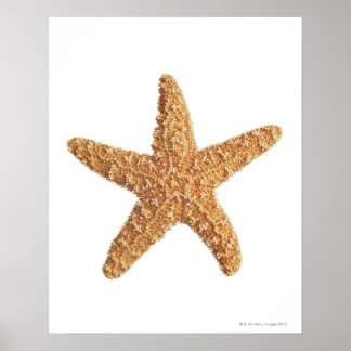 Weißer Starfisch abgeschieden Poster