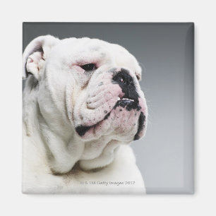 Weißer Stier-Hund Magnet