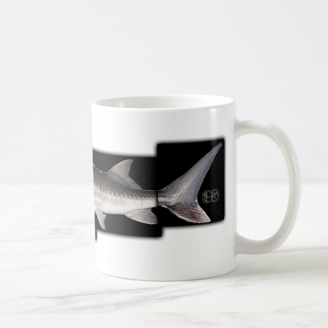 Weißer Stör - Acipenser transmontanus Tasse (Rechts)