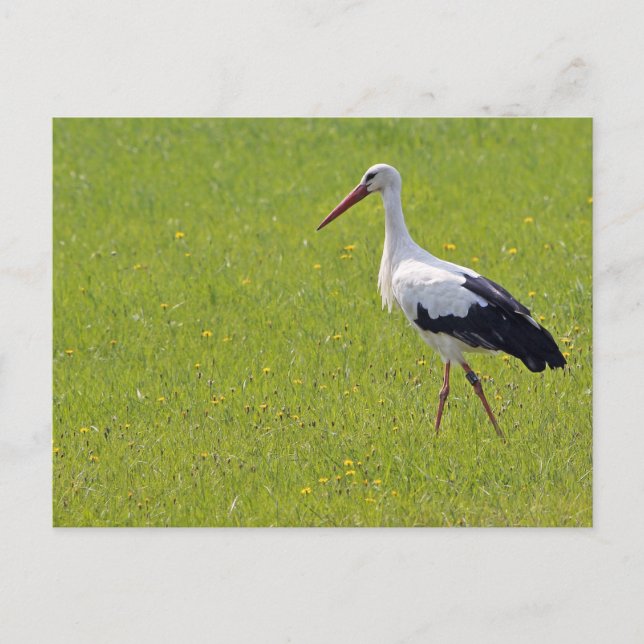 Weißer Storch auf einer Wiese Postkarte (Vorderseite)