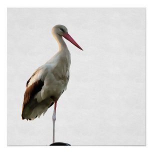 Weißer Storch (Ciconia ciconia) Vogelkunst Poster
