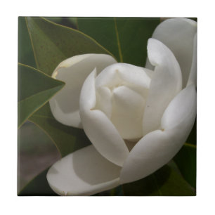 Weißer Südmagnolia-Blume Fliese