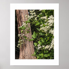 Weißer süßer Herbst Clematis florale Poster