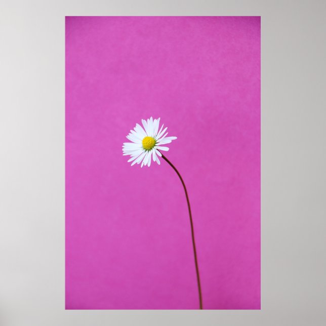 WEISSER TAG AUF PINK HINTERGRUND POSTER (Vorne)