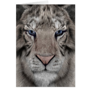 Weißer Tiger