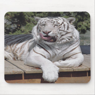 Weißer Tiger 10 Mousepad