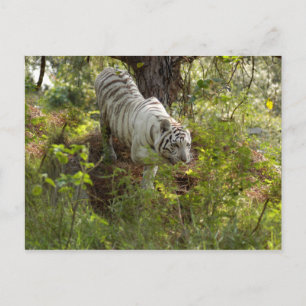 Weißer Tiger 10 Postkarte