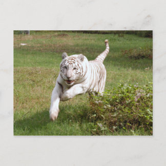 Weißer Tiger 3825e Postkarte