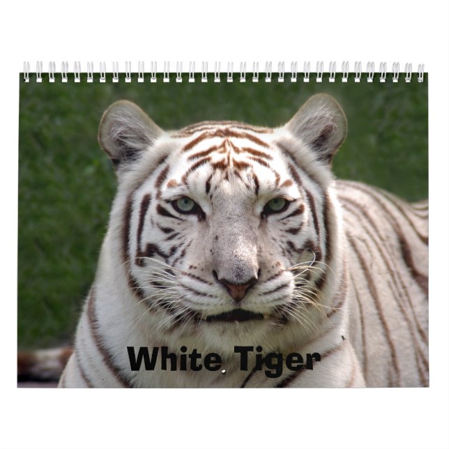 Weißer Tiger 3949e, weißer Tiger Kalender (Titelbild)