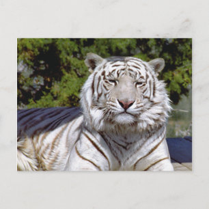 Weißer Tiger 9 Postkarte