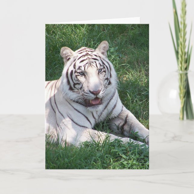 Weißer Tiger auf dem Bild eines grünen Gras Karte (Vorderseite)