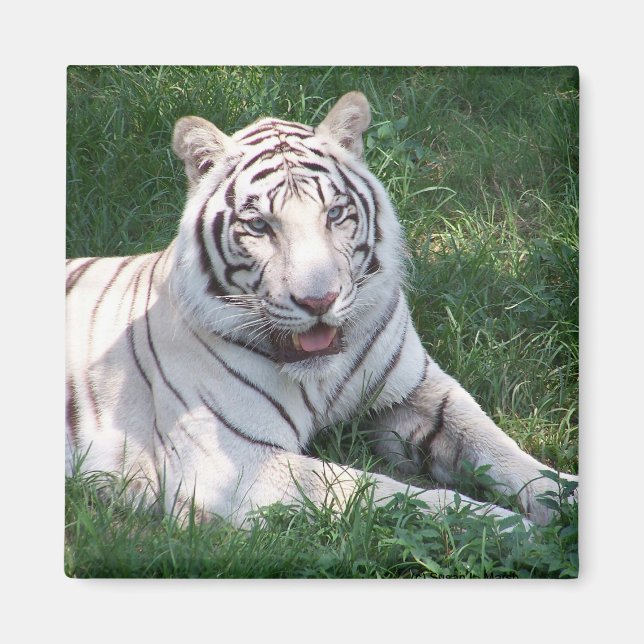 Weißer Tiger auf dem Bild eines grünen Gras Magnet (Vorne)