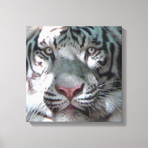 Weißer-Tiger-Begegnung Leinwanddruck