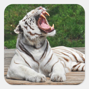 Weißer Tiger, Bengal-Tiger-Aufkleber Quadratischer Aufkleber