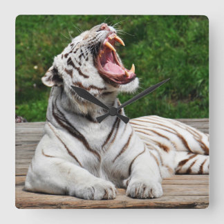 Weißer Tiger, Bengalische Tiger-Mauer-Uhr Quadratische Wanduhr