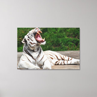 Weißer Tiger, Bengalische, von Tiger ummantelte Ca Leinwanddruck