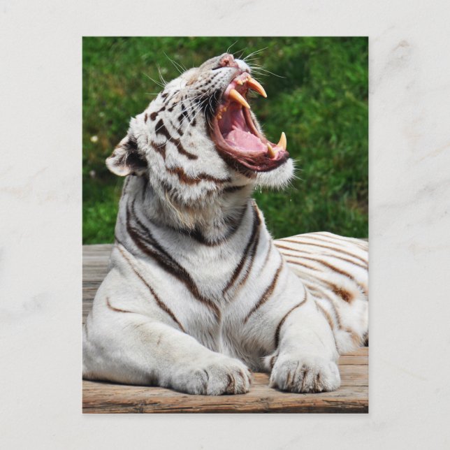 Weißer Tiger, Bengalischer Tiger Postkarte (Vorderseite)
