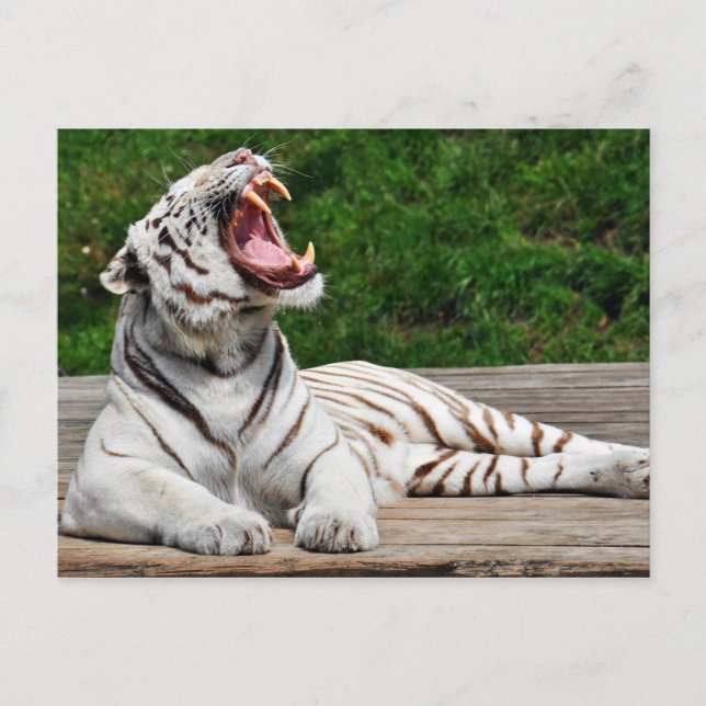 Weißer Tiger, Bengalischer Tiger Postkarte (Vorderseite)