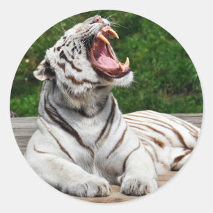 Weißer Tiger, Bengalischer Tiger Runder Aufkleber