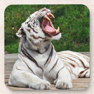 Weißer Tiger, Bengalischer Tiger Untersetzer