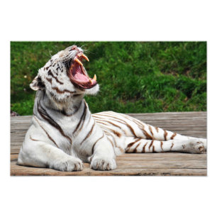 Weißer Tiger, Bengalisches Tiger Foto drucken