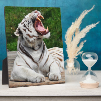 Weißer Tiger, Bengalisches Tiger Foto Plaque Fotoplatte