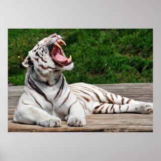 Weißer Tiger, Bengalisches Tiger Poster