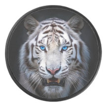 Weißer Tiger Blaue Augen