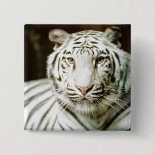 Weißer Tiger Button