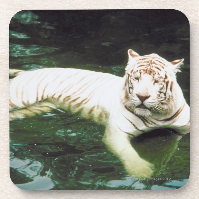 Weißer Tiger, der friedlich schwimmt Untersetzer (Vorderseite)