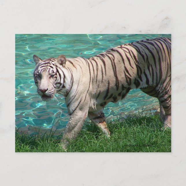 Weißer Tiger gegen blaues Wasserlauffoto Postkarte (Vorderseite)