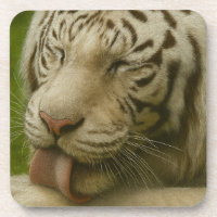 Weißer Tiger im Alltagsleben