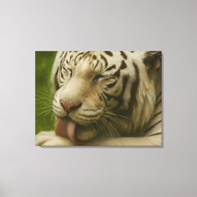 Weißer Tiger im Alltagsleben Leinwanddruck (Vorderseite)