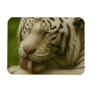 Weißer Tiger im Alltagsleben Magnet
