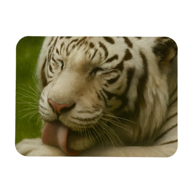 Weißer Tiger im Alltagsleben Magnet (Horizontal)