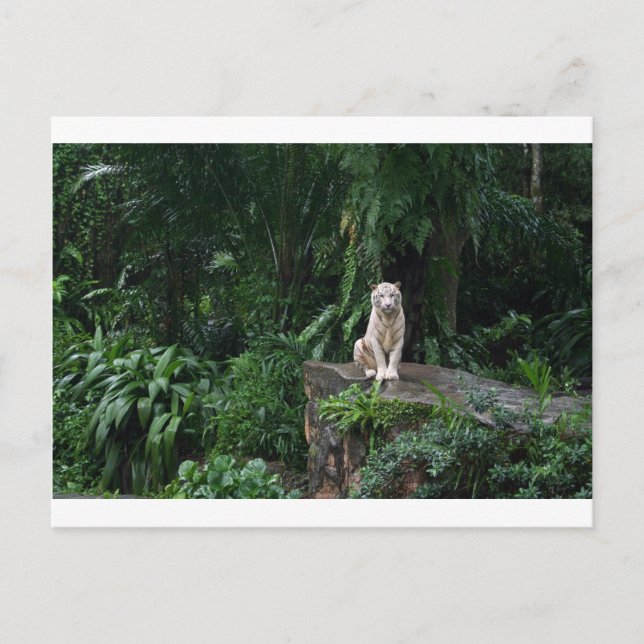 Weißer Tiger im Dschungel Postkarte (Vorderseite)