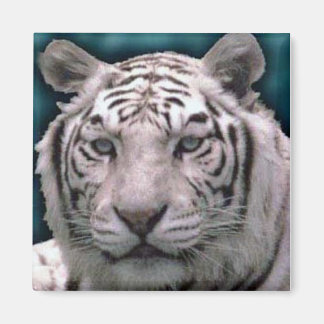 Weißer Tiger, Magnet