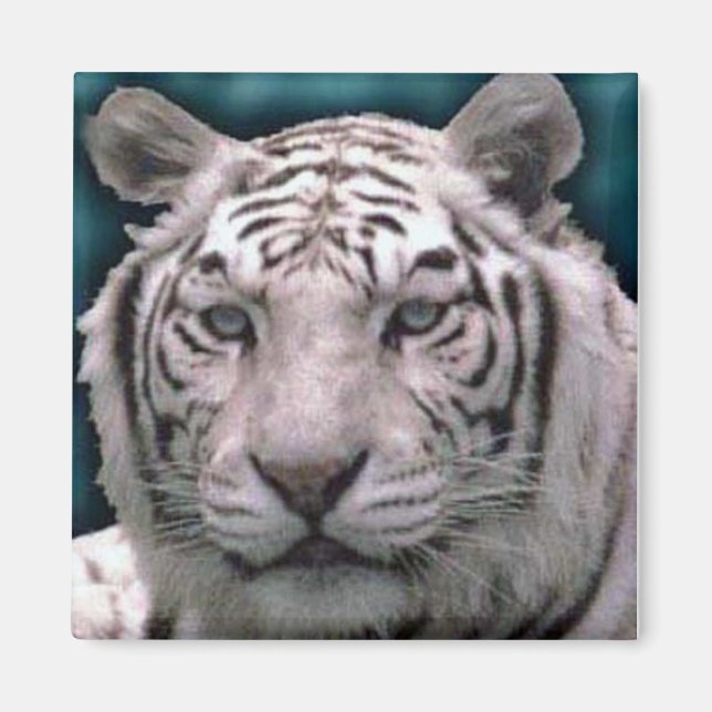 Weißer Tiger, Magnet (Vorne)