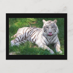Weißer Tiger mit blauem Auge, Lecknase Postkarte