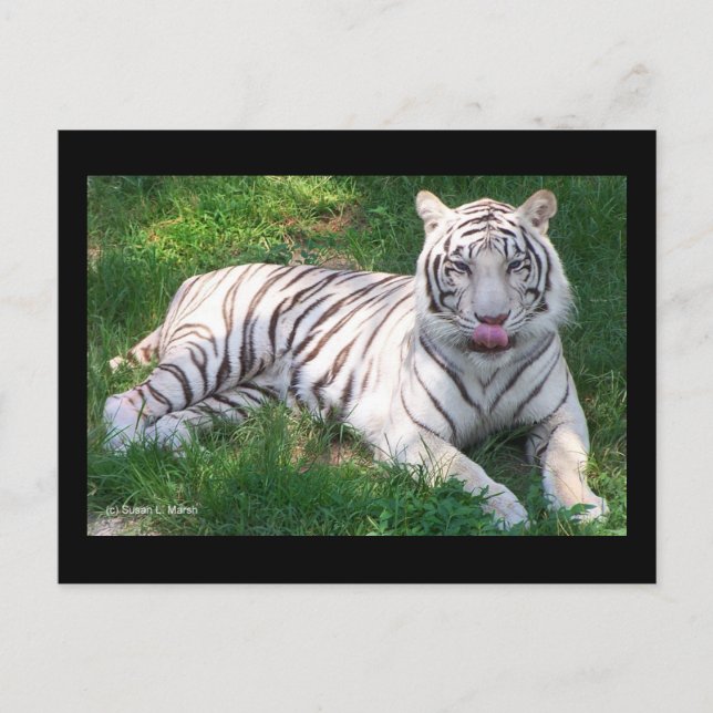 Weißer Tiger mit blauem Auge, Lecknase Postkarte (Vorderseite)