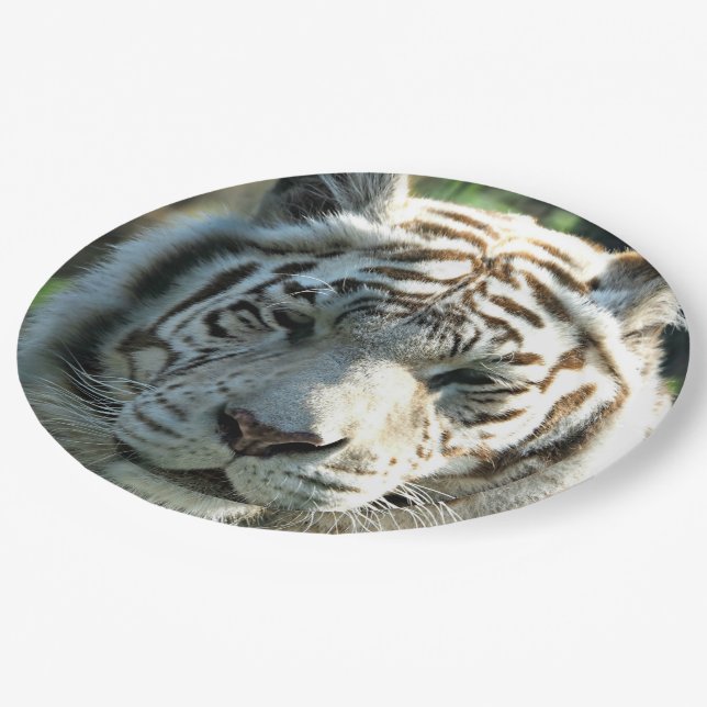 Weißer Tiger Pappteller (Schrägansicht)